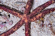 Linckia multifora Etoile linkia comete Maldives Maaya Thila-17m-20240422nuit-da-DSC_5946_tn